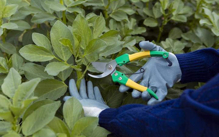 Entretien de plante à Coulommiers