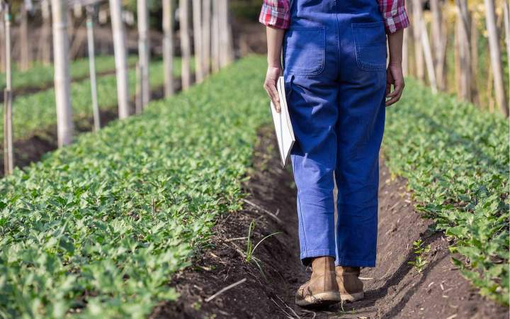 Pépiniéristes Coulommiers