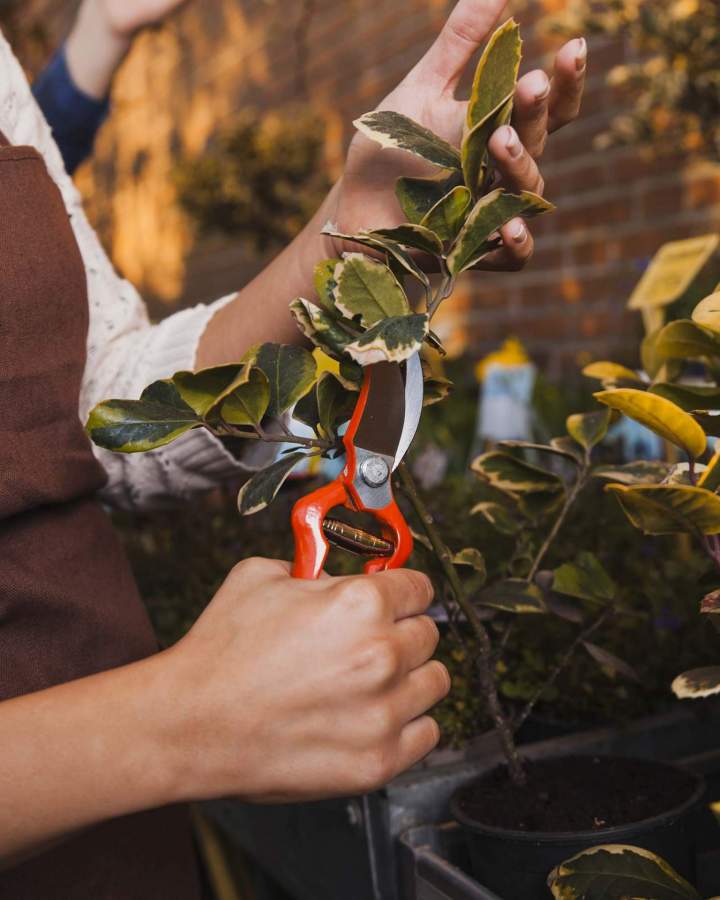 Pépiniéristes à Coulommiers