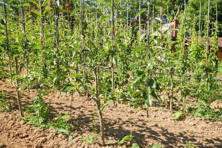 De quoi décorer votre jardin