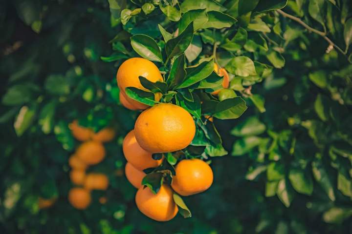 Vente d'arbres fruitiers Coulommiers