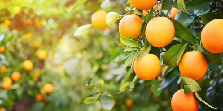 Choix arbres fruitiers Coulommiers