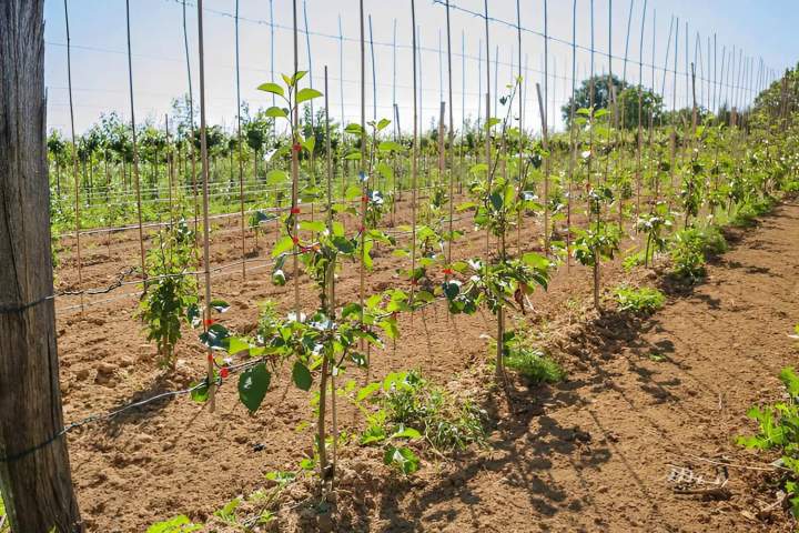 Un choix varié de végétaux