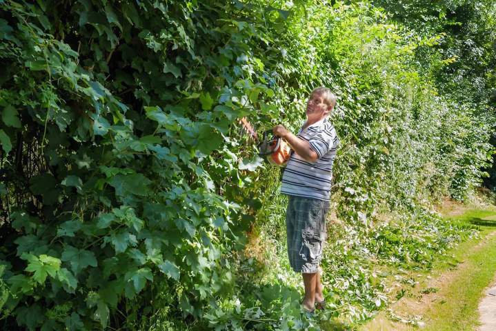 Arbres fruitiers Coulommiers