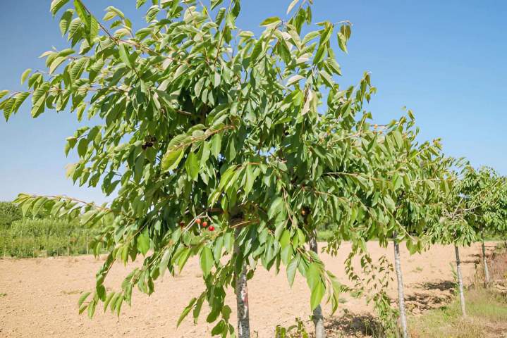 Arbres d'ornement Coulommiers