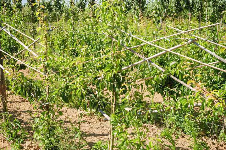 Vente d'arbres Coulommiers
