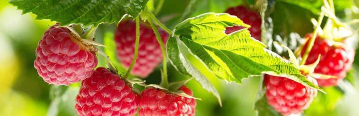 Fruit Coulommiers