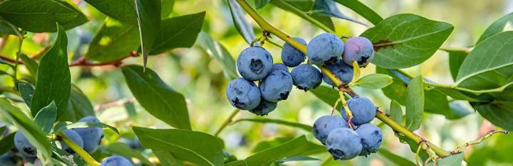 Fruit Coulommiers