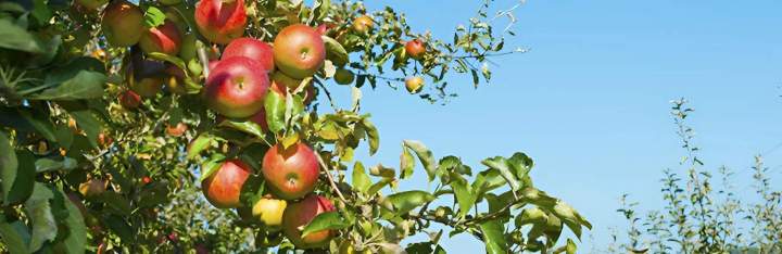 Fruit Coulommiers