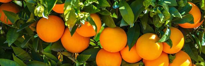 Fruit Coulommiers