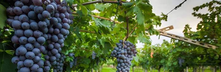 Fruit Coulommiers
