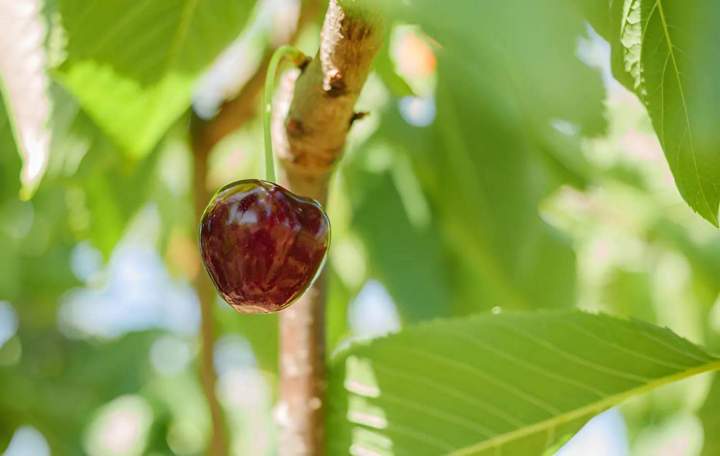 Vente d'arbres fruitiers
