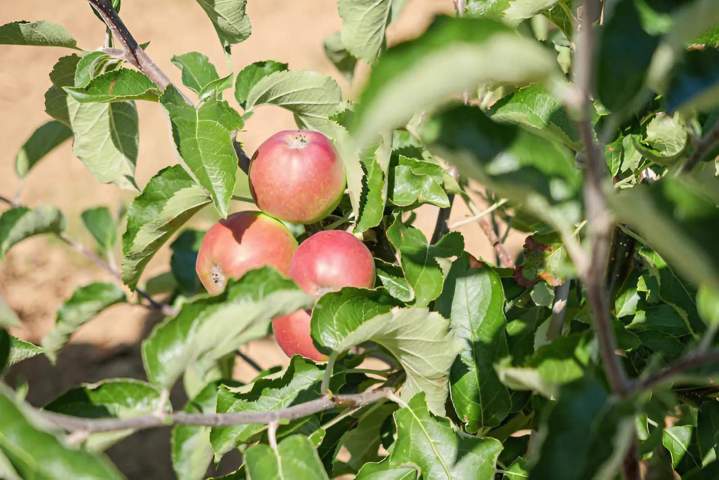 Plantation d’arbres fruitiers à Coulommiers