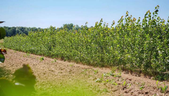 Pépinières et arbustes à Coulommiers