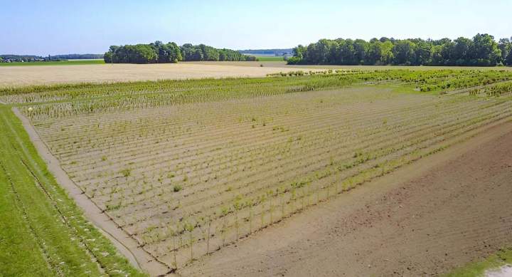 Vente de plantes en pépinière à Coulommiers