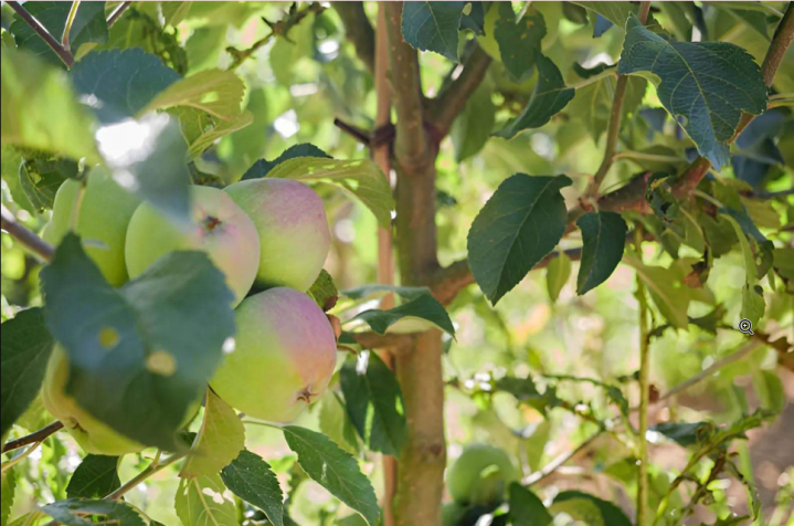 Vente d'arbres fruitiers, Jouy-le-Châtel