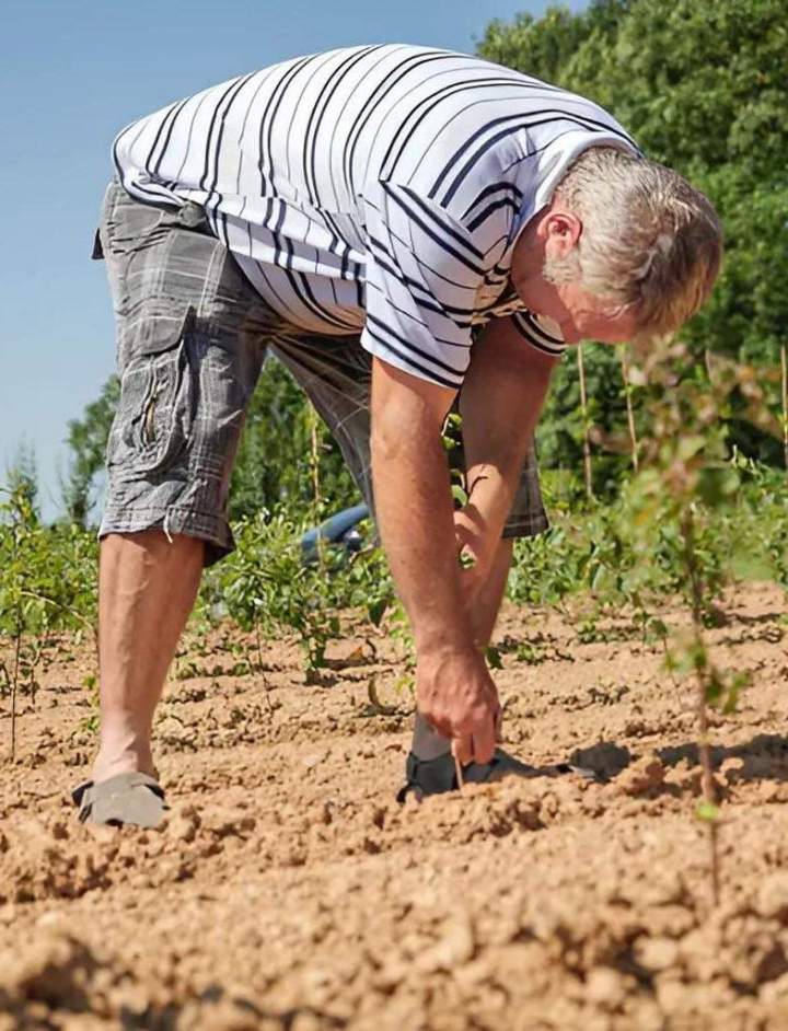 Entretien de pépinière Coulommiers